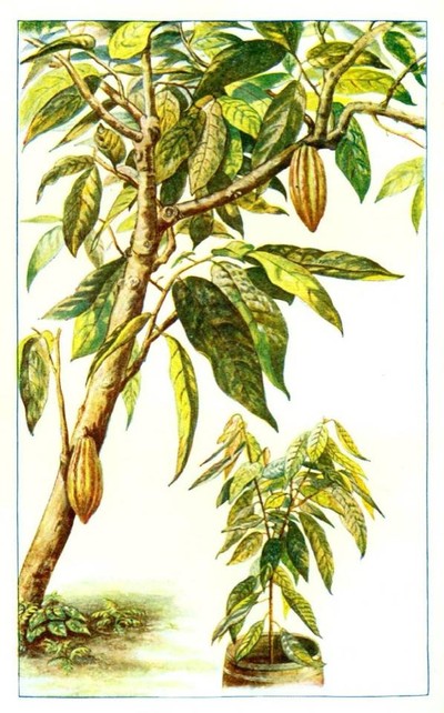 รูปต้นโกโก้คับ