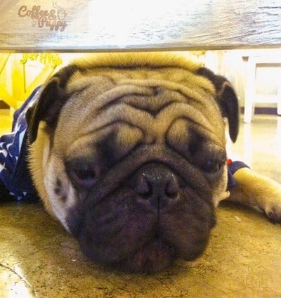 Coffee & Puppy แจ้งวัฒนะ