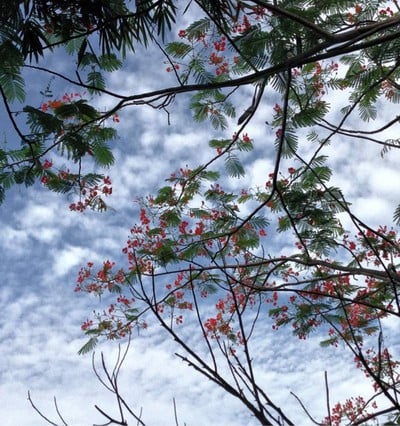 บ้านชมปลา