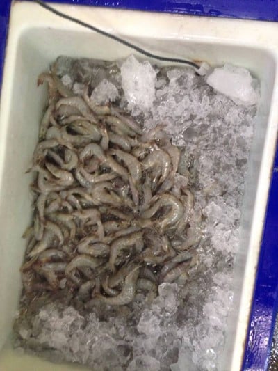 กุ้งตัวใหญ่มากกกก