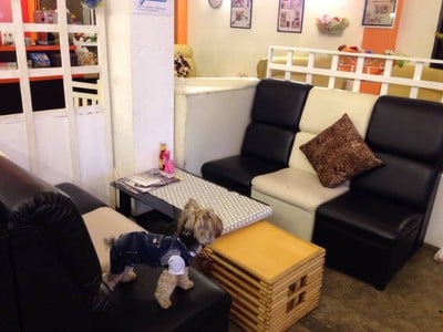 Coffee & Puppy แจ้งวัฒนะ