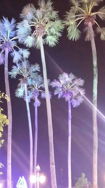 ตลาดต้นตาล