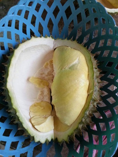 สวนลุงทองใบ