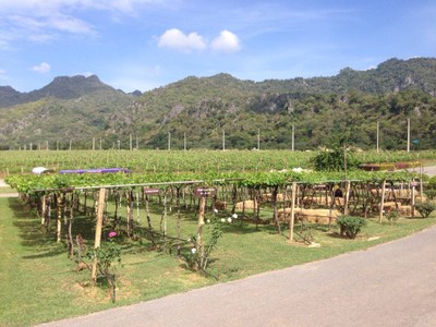 GranMonte Vineyard and Winery เขาใหญ่