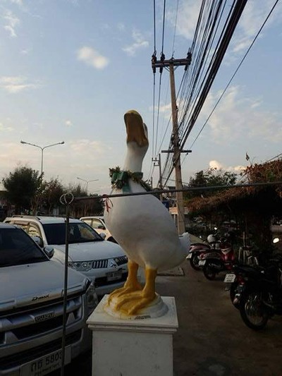 ทิวไผ่เป็ดย่าง พิมาย