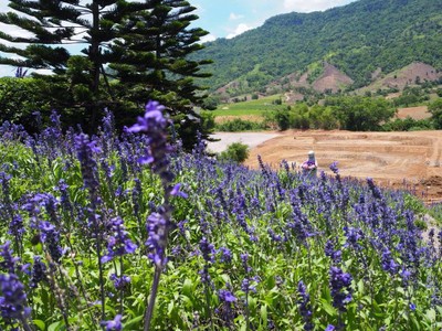 The Blue Sky Resort เขาค้อ