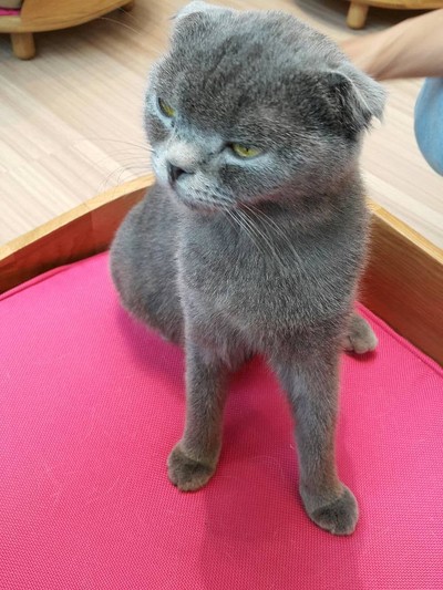 Cat Up Cafe The UP Rama 3