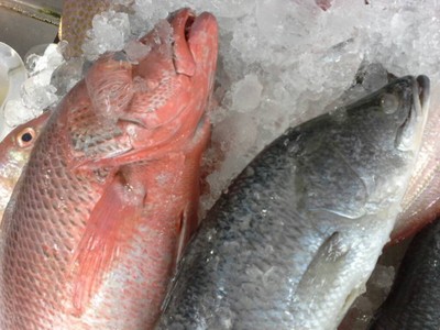 ปลากะพงแดง ขาว ขายกิโลละ 300