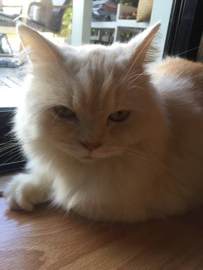 Catmosphere Cat Café  เชียงใหม่