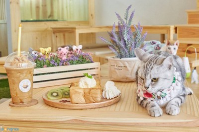 Catfeine House&Cafe