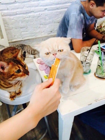 Caturday cat cafe