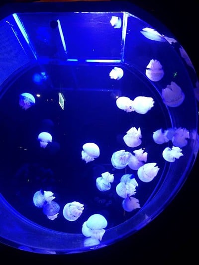 Ruffino Restaurant & Lounge Centara Grand Phratamnak Pattaya