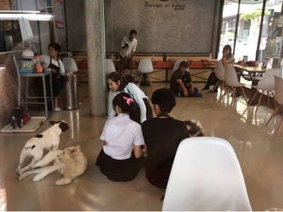 HOPs Dog Cafe - The House of Paws Dog Cafe สยามสแควร์ ซอย 8