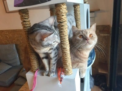 Catmosphere Cat Café  เชียงใหม่