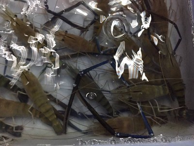 กุ้งๆสดๆ