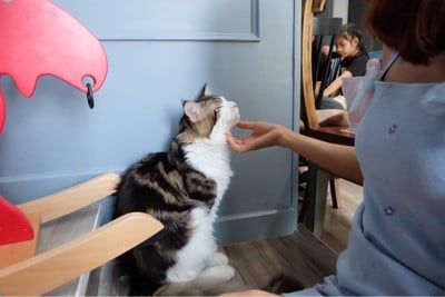 Something Like Cat & Daughters Bag