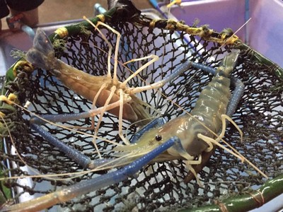 ขนาด 560/ 12 ตัวโล เกินก็แถมให้ค่ะ