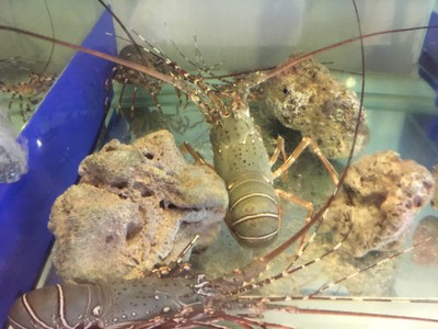 กุ้งมังกรกิโลละ3,900บาท