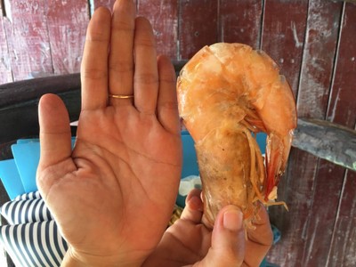 ตัวใหญ่ เนื้อหวาน