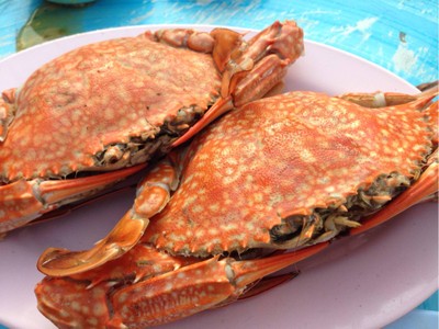 หอยป้ายแดง (Red Clam Lable) Phuket หอยป้ายแดง (Red Clam Lable) Phuket