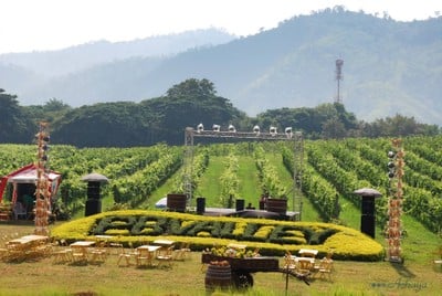 บรรยากาศ The Great Hornbill ไร่พีบีวัลเลย์