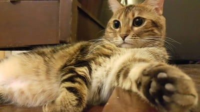 บรรยากาศ CatNip Cafe'