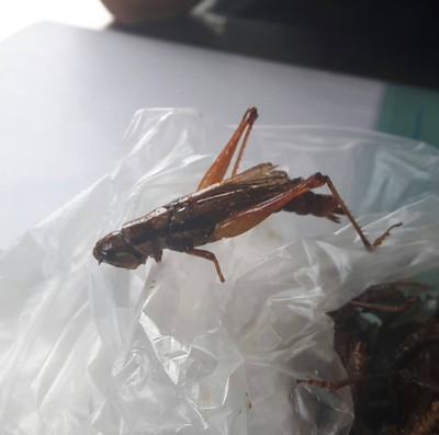 ตั๊กแตนทอด
