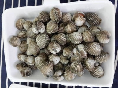 โลละ 120 บาท