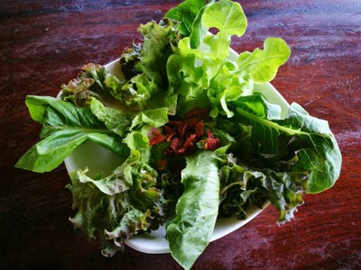 Hydroponic Salad