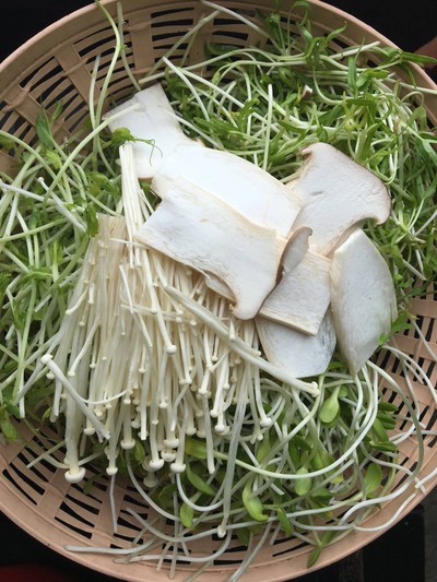 ต้นอ่อนหลายสายพันธ์ เจ้าของปลูกเอง