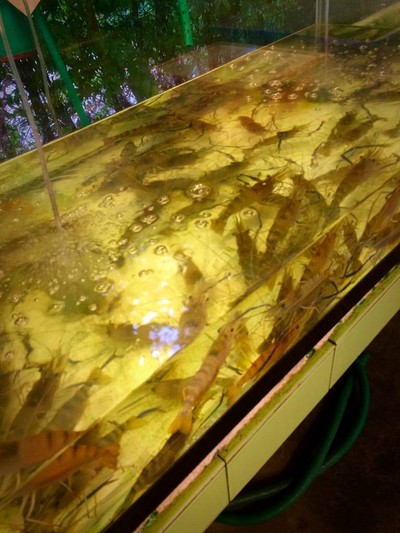 กุ้งเป็นๆ