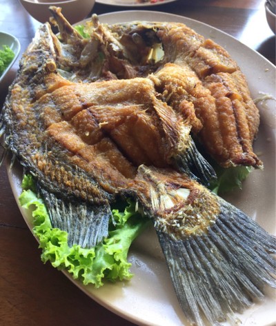 ปลากะพงลุยสวน
