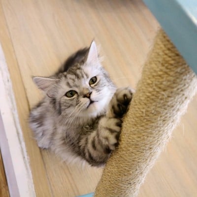 บรรยากาศ Cat Brothers Cafe