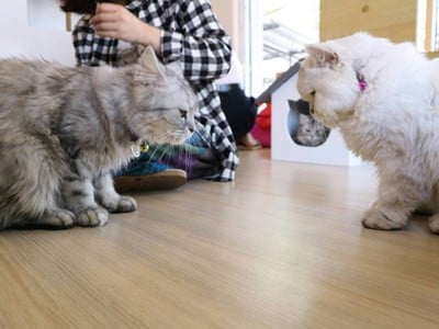บรรยากาศ Cat Brothers Cafe