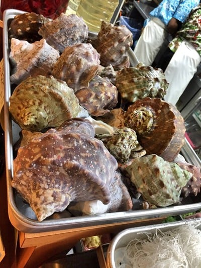 หอยซาซาเอะหรือหอยสังข์ญี่ปุ่น