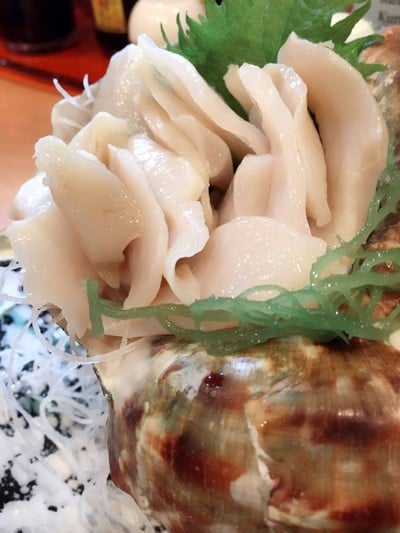 หอยซาซาเอะหรือหอยสังข์ญี่ปุ่น