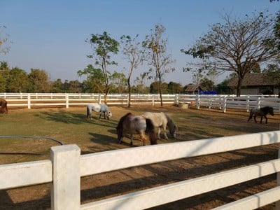 Kk Falabella Horse Cafe