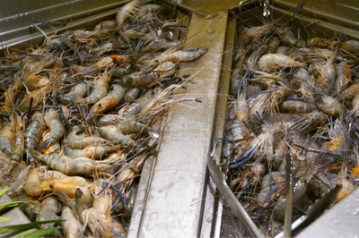 กุ้งแม่น้ำใหญ่เผา