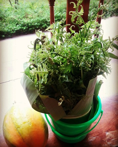 เก็บจากไร่กันเลยที่เดียวปลอดสารพิษแน่นอนคับ