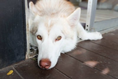 KETAWA DOG FRIENDLY KAFE