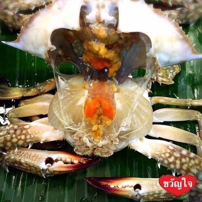 ขวัญใจ ยำมะม่วงปูม้า (Kwanjai Seafood) ตลาดสดโต้รุ่งทวีผล ศูนย์การค้าวรรัตน์ ขวัญใจ ยำมะม่วงปูม้า (Kwanjai Seafood) ตลาดสดโต้รุ่งทวีผล ศูนย์การค้าวรรัตน์