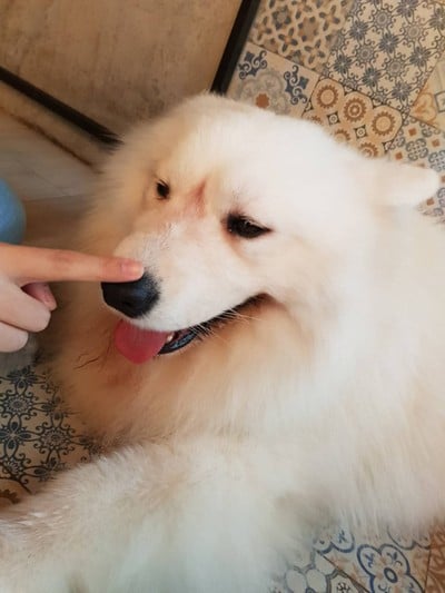 Dog In Town เอกมัย