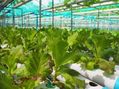 ผักสลัด