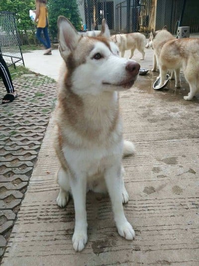 Husky Café  Khon Kaen