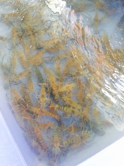 กุ้งเป็นๆนะ