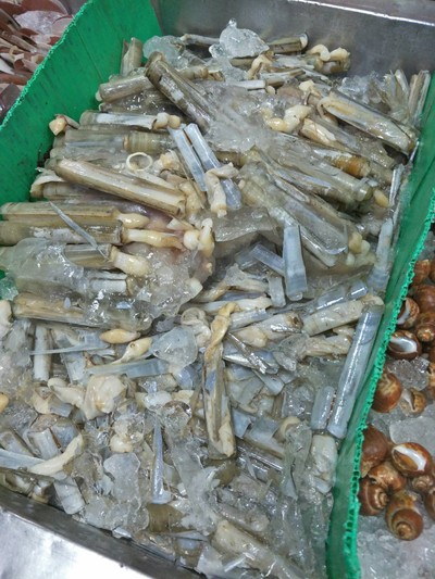 หอยหลอด