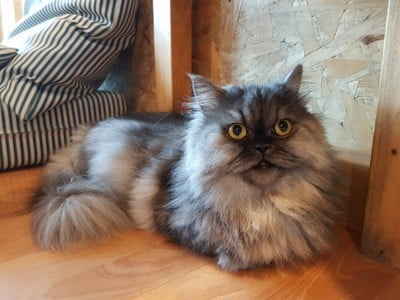 บรรยากาศ Catmosphere Cat Café  เชียงใหม่
