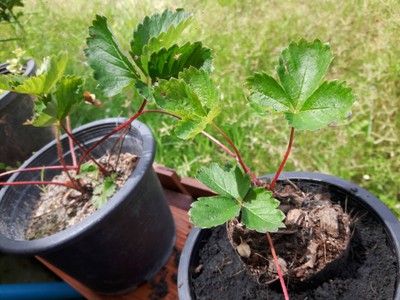 ต้นสตรอเบอรี่ยามเช้า