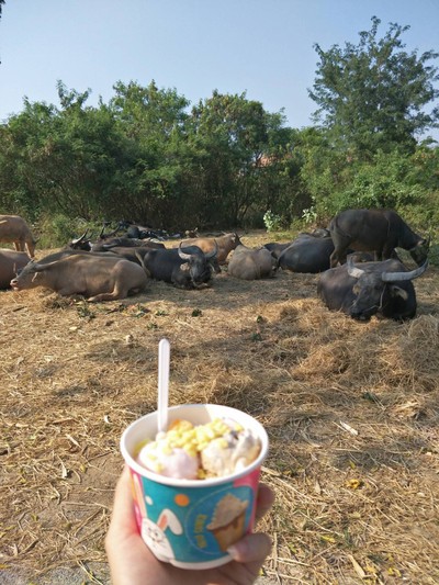 ไอติมรสต่างๆ