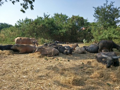 บรรยากาศ